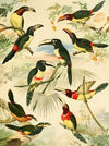 Araçarys