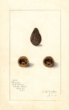 Arachis