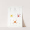 Arachnida Acaridea Pl 05 by Frederick DuCane Godman