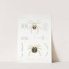 Arachnida Acaridea Pl 11 by Frederick DuCane Godman