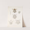 Arachnida Acaridea Pl 13 by Frederick DuCane Godman