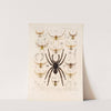 Arachnida Araneidea Pl 11 by Frederick DuCane Godman