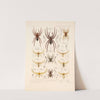Arachnida Araneidea Pl 12 by Frederick DuCane Godman