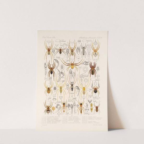 Arachnida Araneidea Pl 19 by Frederick DuCane Godman