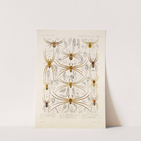 Arachnida Araneidea Pl 22 by Frederick DuCane Godman