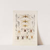 Arachnida Araneidea Pl 30 by Frederick DuCane Godman