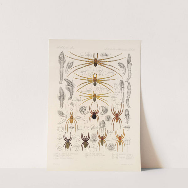 Arachnida Araneidea Pl 30 by Frederick DuCane Godman