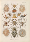 Arachnida. – Spinnentiere