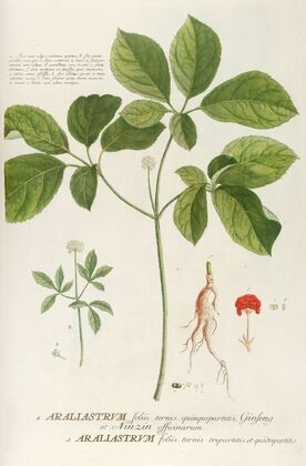 Araliastrum
