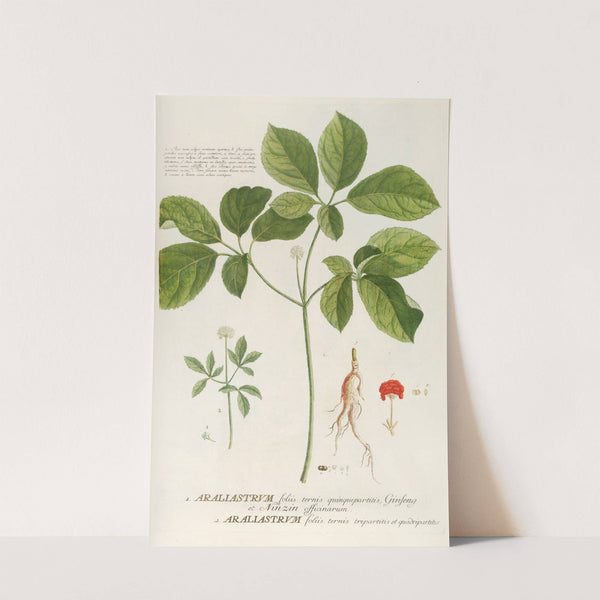 Araliastrum by Georg Dionysius Ehret