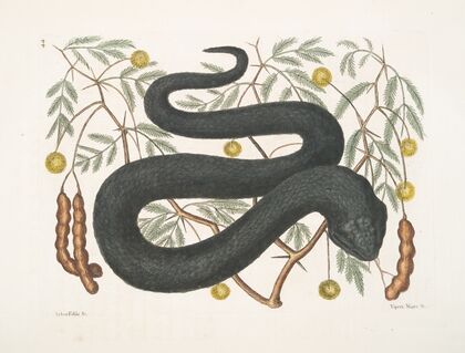 Arbor Foliis &c.; Vipera Nigra &c., The Black-Viper.