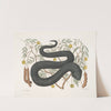 Arbor Foliis &amp;c.; Vipera Nigra &amp;c., The Black-Viper. by Mark Catesby