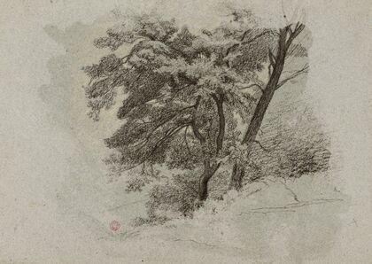 Arbres.
