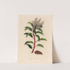 Arbutus Andrachne (1818-1824) by Gaetano Savi