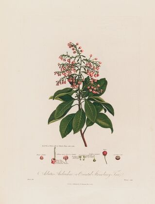 Arbutus Andrachne ; or Oriental Strawberry Tree (1799–1810)