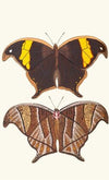 Arcesilaus