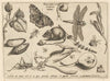Archetypa studiaque patris Georgii Hoefnagelii Pl.02 (1592)