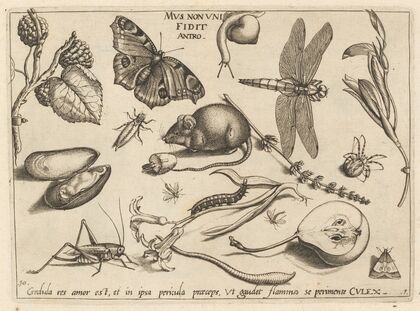 Archetypa studiaque patris Georgii Hoefnagelii Pl.02 (1592)