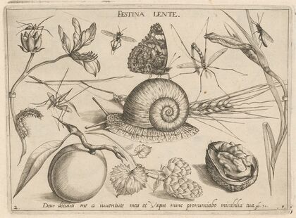 Archetypa studiaque patris Georgii Hoefnagelii Pl.05 (1592)