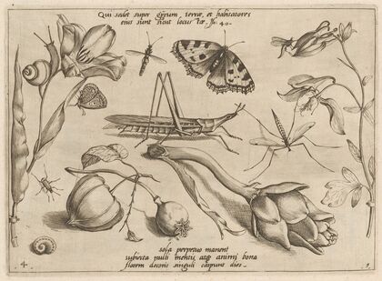 Archetypa studiaque patris Georgii Hoefnagelii Pl.07 (1592)