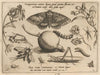 Archetypa studiaque patris Georgii Hoefnagelii Pl.14 (1592)