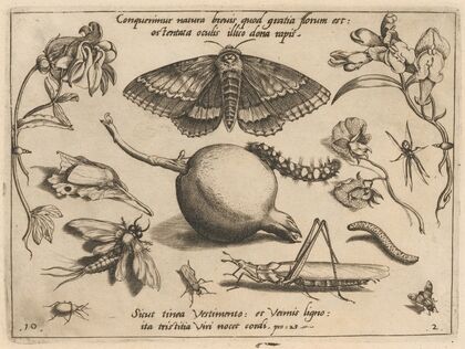 Archetypa studiaque patris Georgii Hoefnagelii Pl.14 (1592)