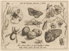 Archetypa studiaque patris Georgii Hoefnagelii Pl.16 (1592)