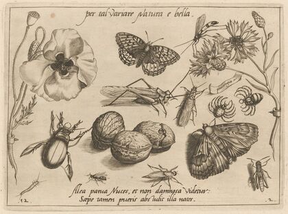 Archetypa studiaque patris Georgii Hoefnagelii Pl.16 (1592)