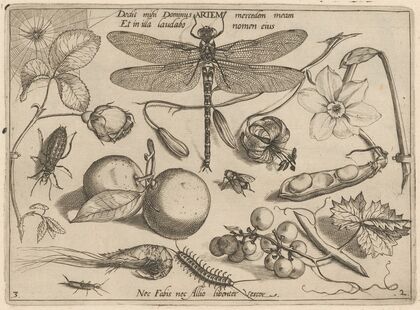 Archetypa studiaque patris Georgii Hoefnagelii Pl.18 (1592)