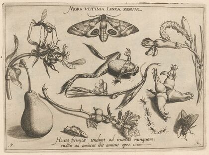 Archetypa studiaque patris Georgii Hoefnagelii Pl.20 (1592)