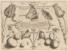 Archetypa studiaque patris Georgii Hoefnagelii Pl.29 (1592)