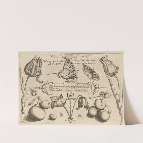 Archetypa studiaque patris Georgii Hoefnagelii Pl.29 (1592) by Joris Hoefnagel