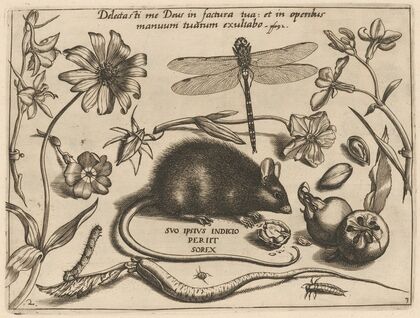 Archetypa studiaque patris Georgii Hoefnagelii Pl.30 (1592)