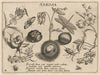 Archetypa studiaque patris Georgii Hoefnagelii Pl.32 (1592)