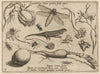 Archetypa studiaque patris Georgii Hoefnagelii Pl.33 (1592)