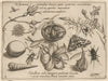 Archetypa studiaque patris Georgii Hoefnagelii Pl.37 (1592)
