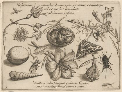 Archetypa studiaque patris Georgii Hoefnagelii Pl.37 (1592)