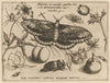 Archetypa studiaque patris Georgii Hoefnagelii Pl.38 (1592)