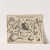 Archetypa studiaque patris Georgii Hoefnagelii Pl.43 (1592) by Joris Hoefnagel