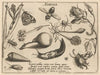 Archetypa studiaque patris Georgii Hoefnagelii Pl.46 (1592)