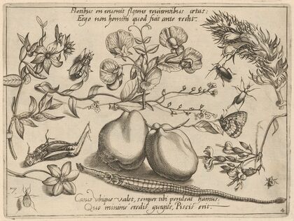 Archetypa studiaque patris Georgii Hoefnagelii Pl.48 (1592)