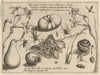 Archetypa studiaque patris Georgii Hoefnagelii Pl.50 (1592)