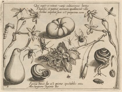 Archetypa studiaque patris Georgii Hoefnagelii Pl.50 (1592)