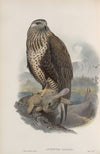 Archibuteo lagopus. Rough-legged Buzzard (1862-1873)