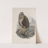 Archibuteo lagopus. Rough-legged Buzzard (1862-1873) by John Gould