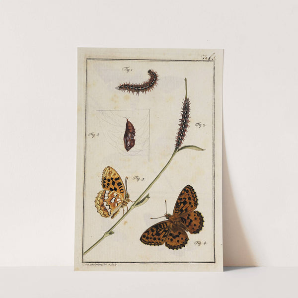 Archives de l&#039;histoire des insectes Pl.01 by Johann Caspar Fuessli