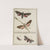 Archives de l&#039;histoire des insectes Pl.02 by Johann Caspar Fuessli