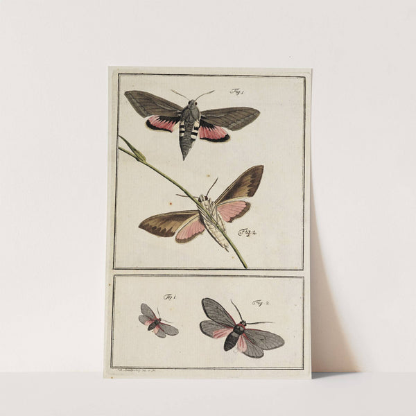 Archives de l&#039;histoire des insectes Pl.02 by Johann Caspar Fuessli
