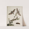 Archives de l&#039;histoire des insectes Pl.04 by Johann Caspar Fuessli