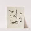 Archives de l&#039;histoire des insectes Pl.05 by Johann Caspar Fuessli